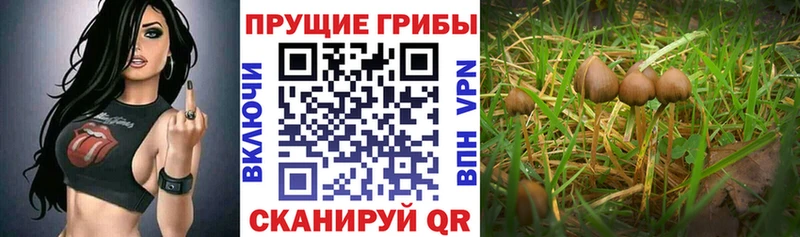 Галлюциногенные грибы Psilocybine cubensis  Ачхой-Мартан 
